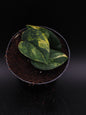 Scindapsus Jade Satiné Variegata