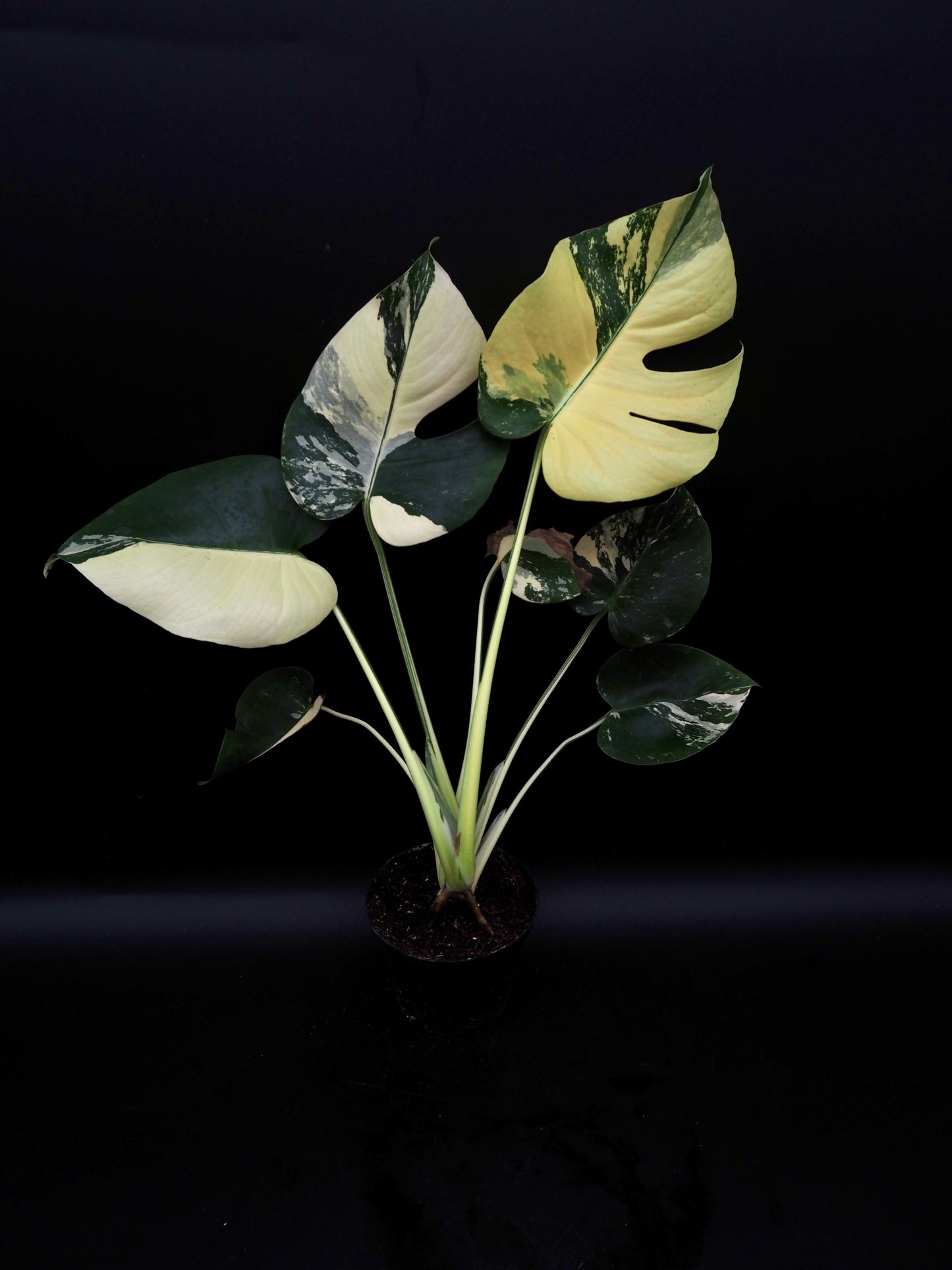 Monstera Deliciosa Lemon Pom Pom