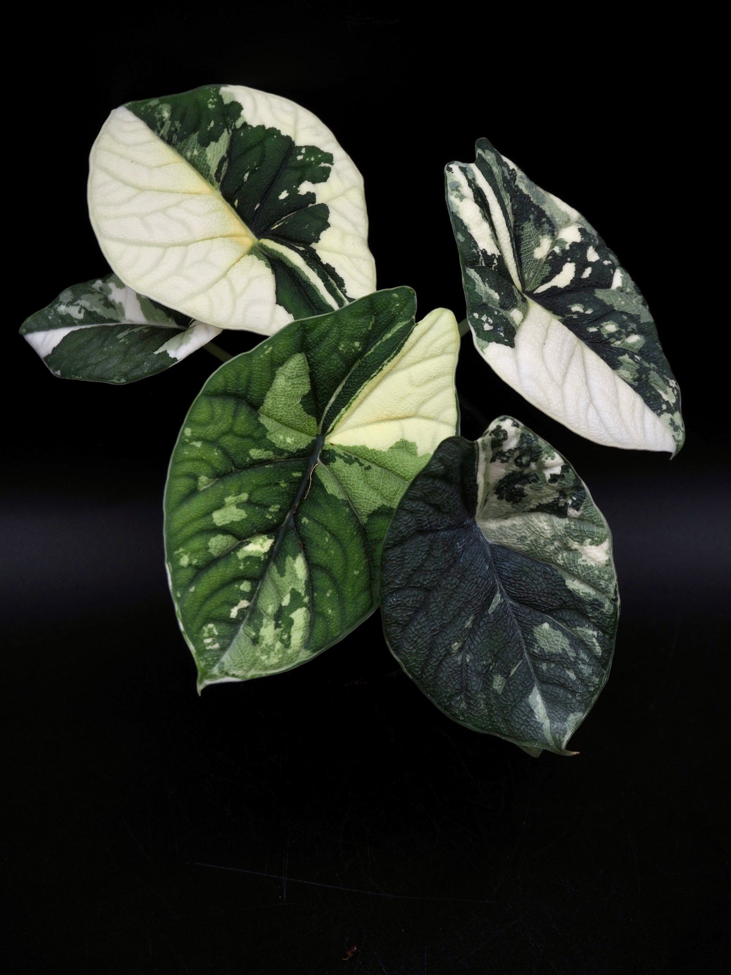 Alocasia Melo Albo