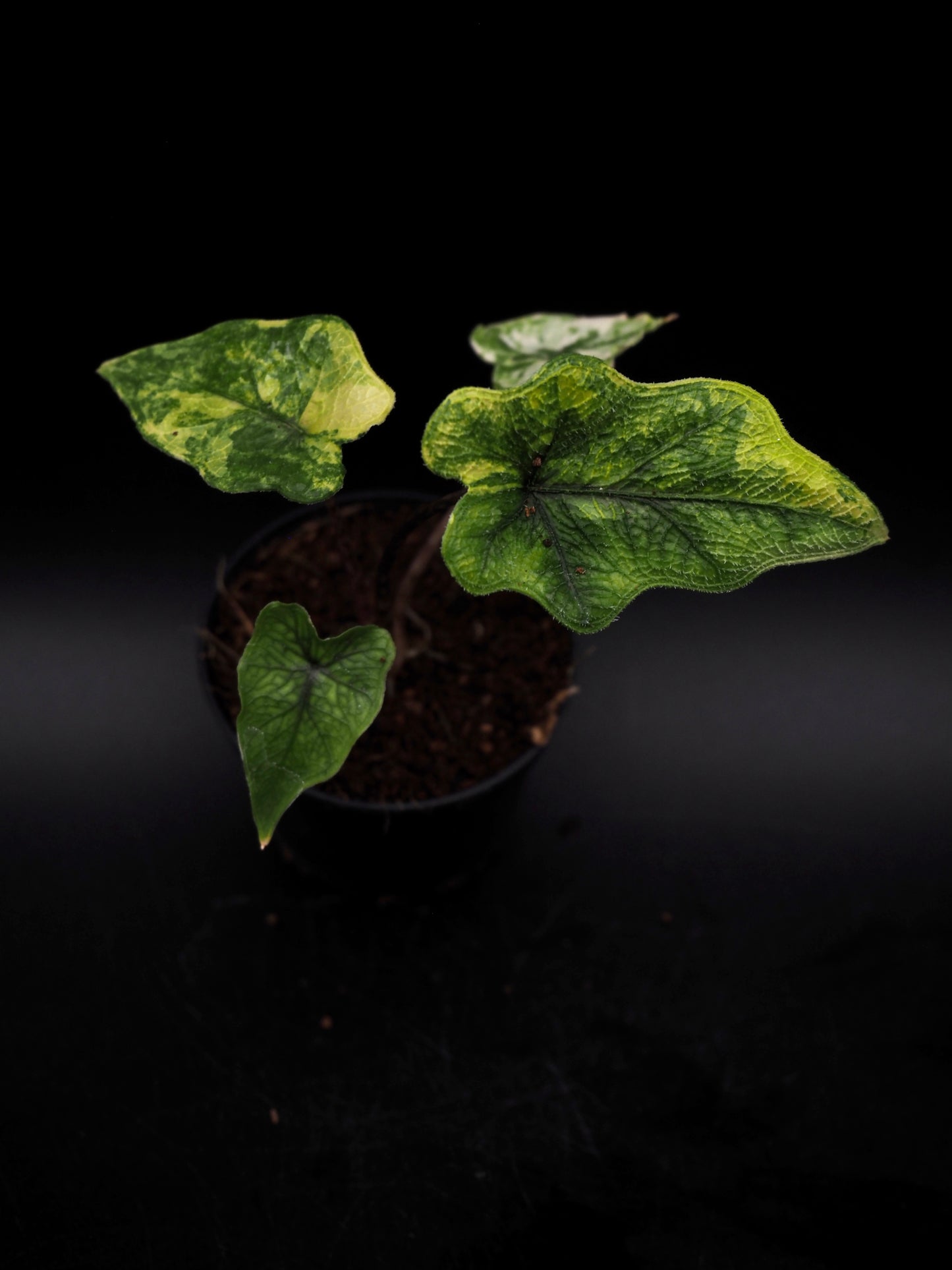 Alocasia Jacklyn Aurea Variegata
