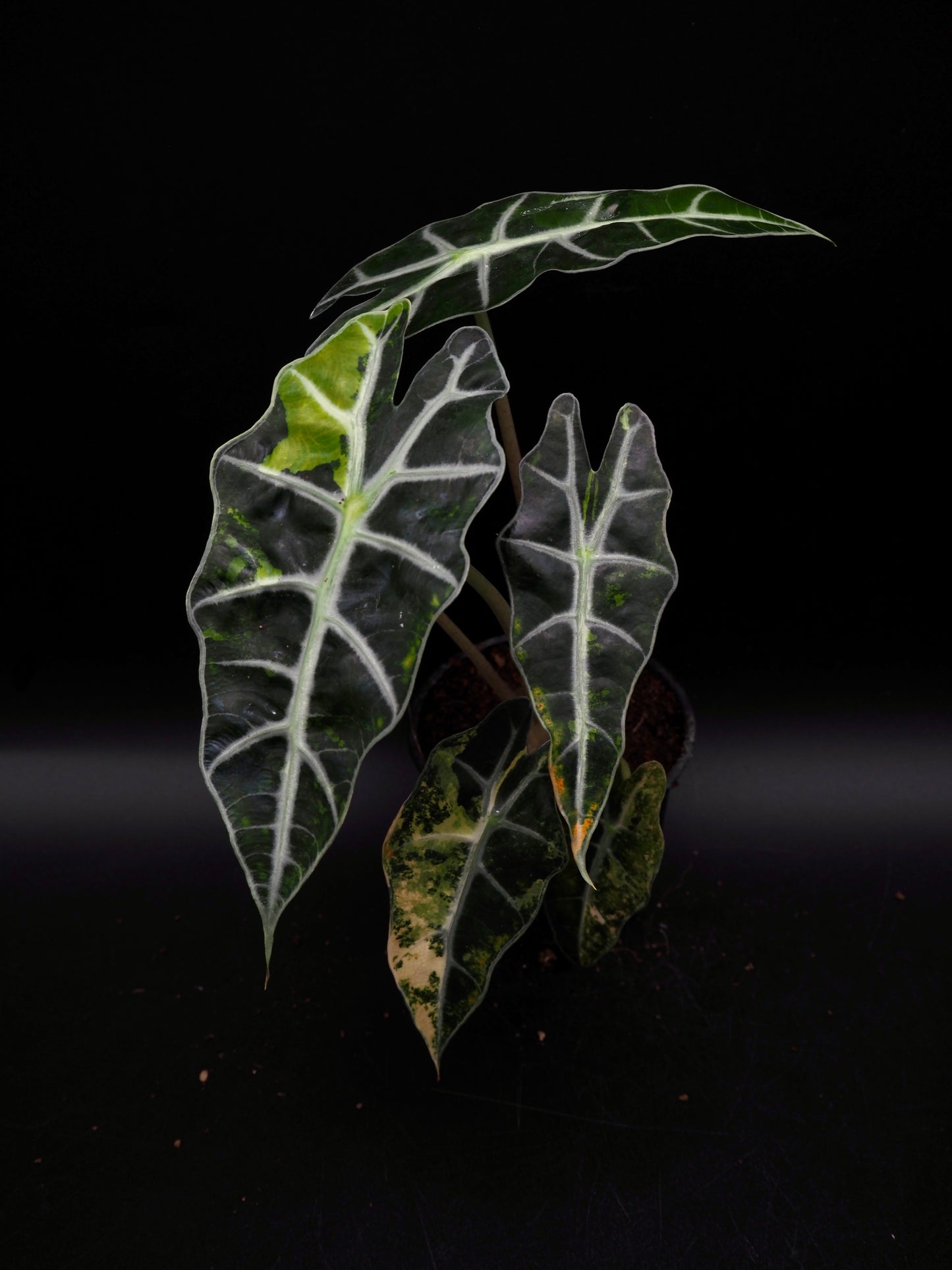Alocasia Polly Aurea