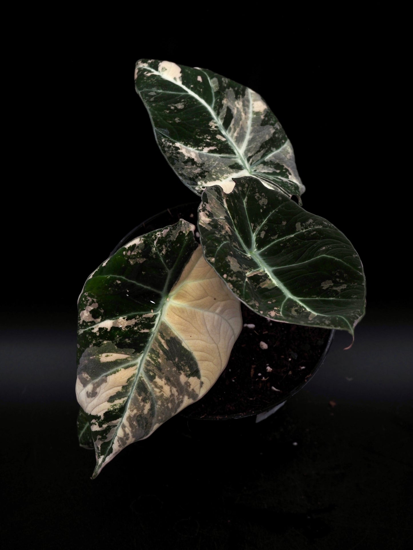 Alocasia Black Velvet Pink