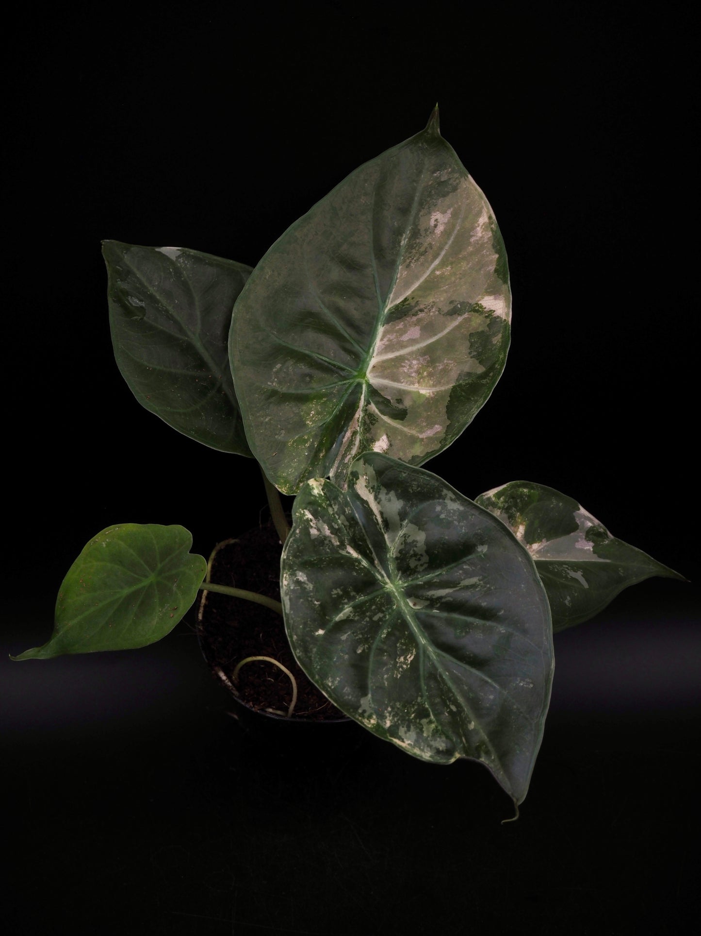Alocasia Wentii Albo/Pink