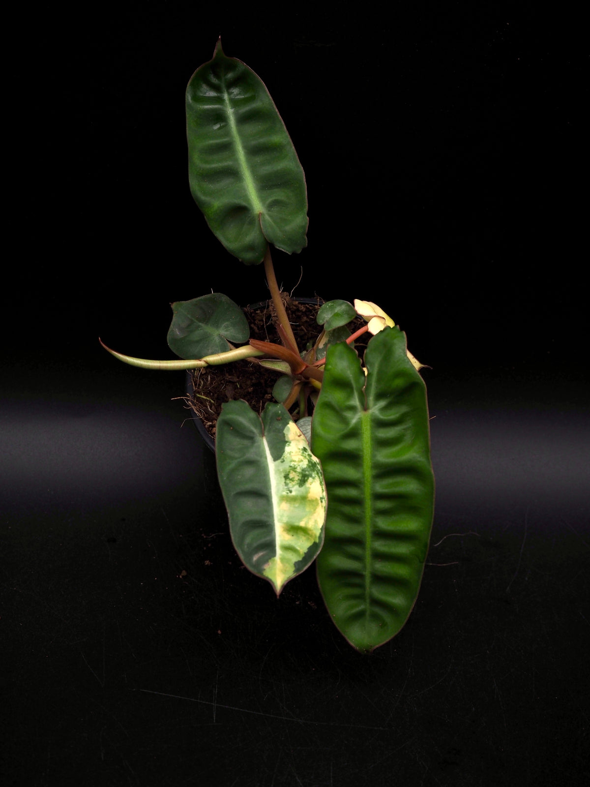 Philodendron Billietiae Variegata