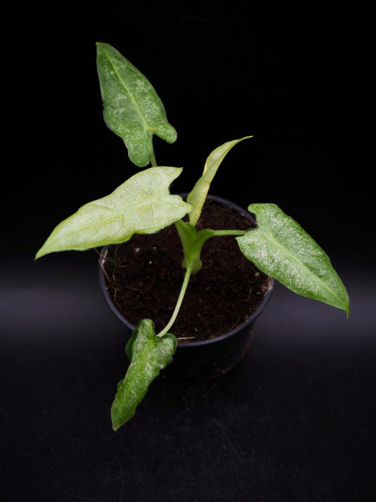 Alocasia Frydek Mint