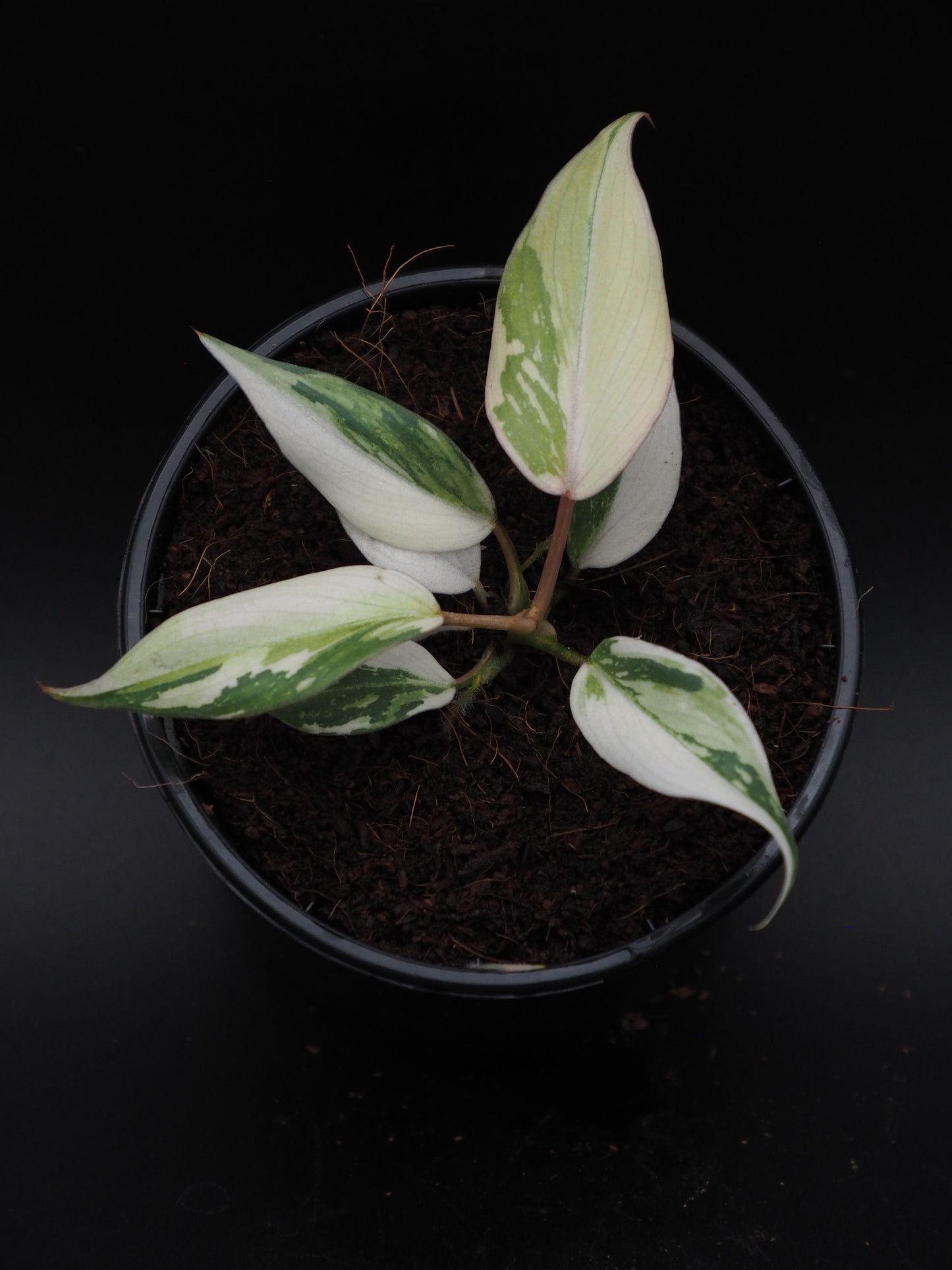 Philodendron Gloriosum Tricolore 