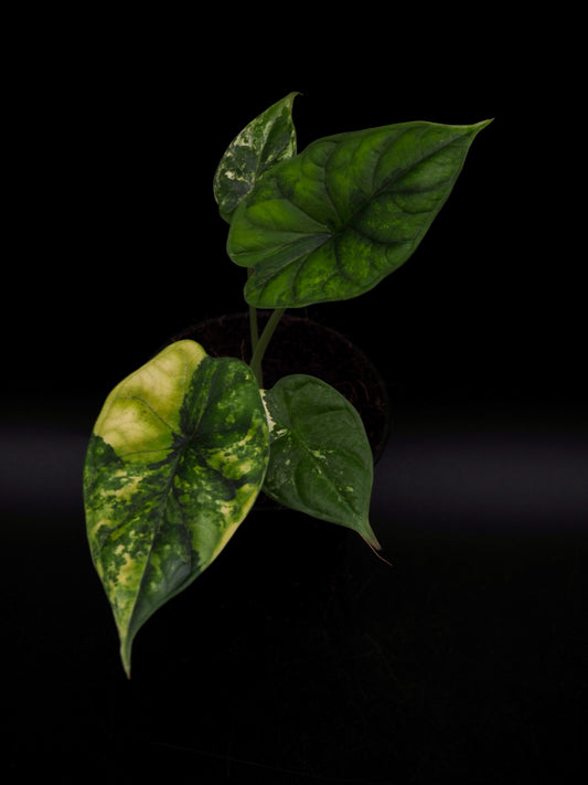 Alocasia Dragon Scale Aurea