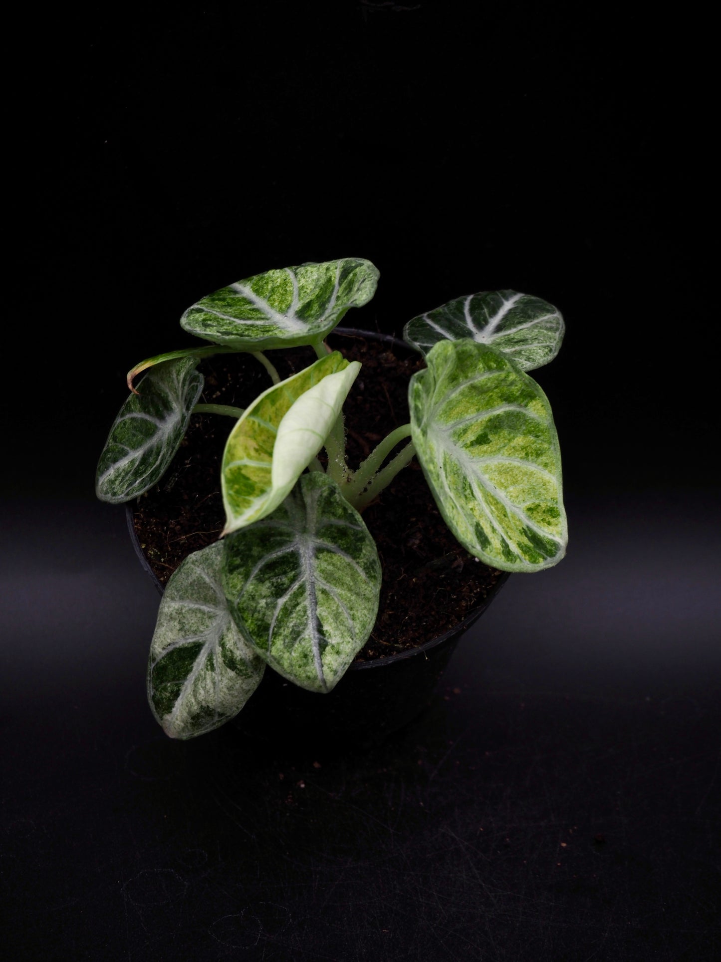 Alocasia Ninja Tricolor