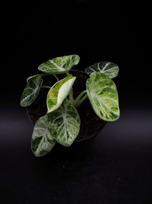 Alocasia Ninja Tricolor