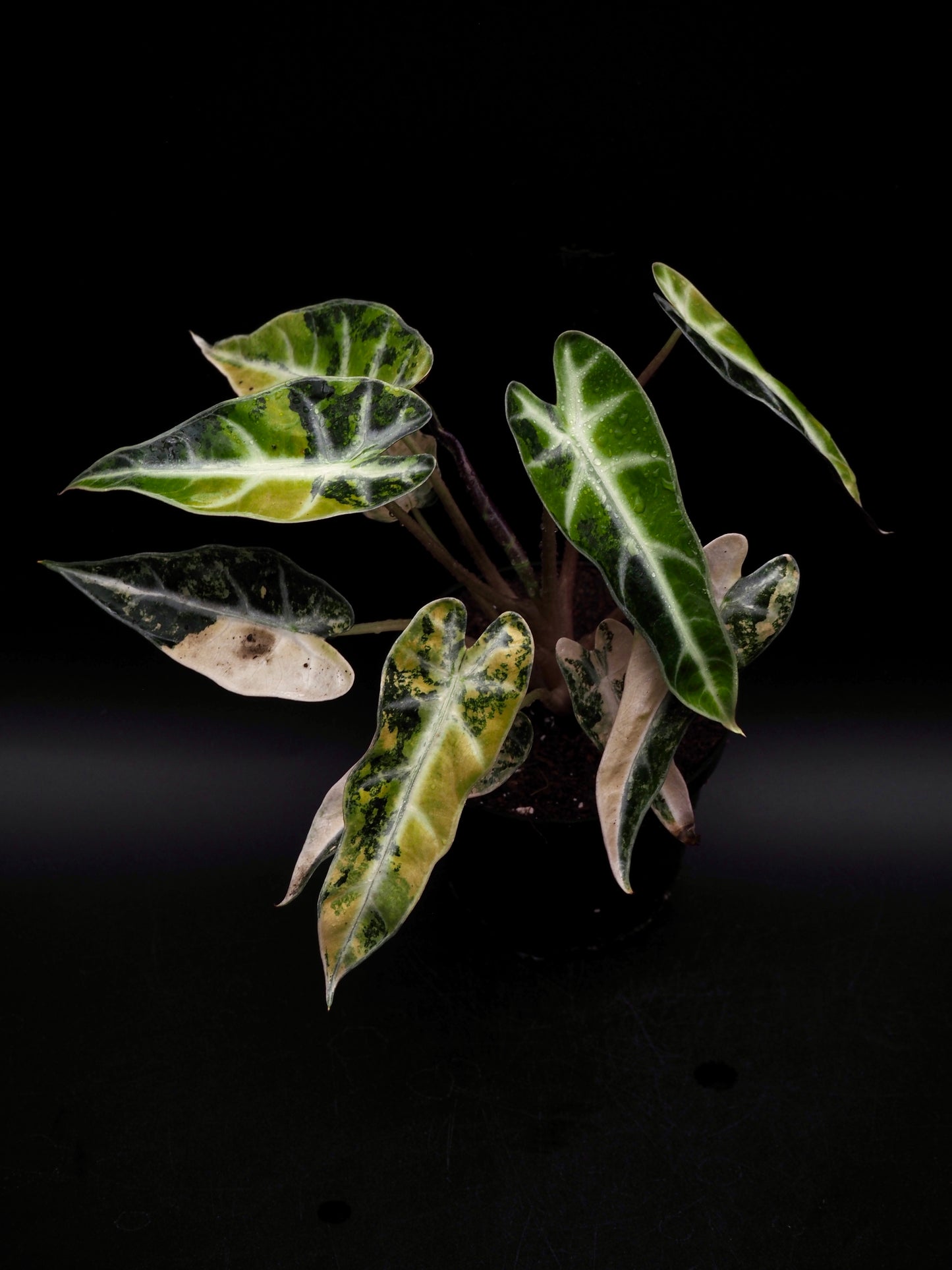 Alocasia Bambi Aurea