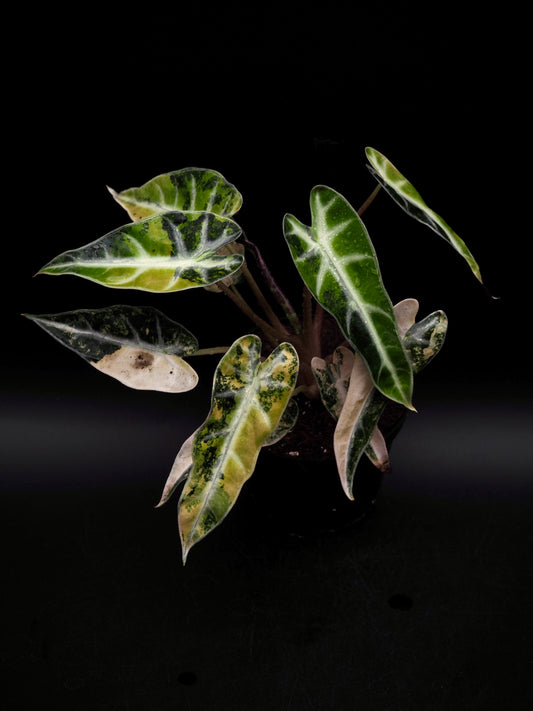 Alocasia Bambi Aurea