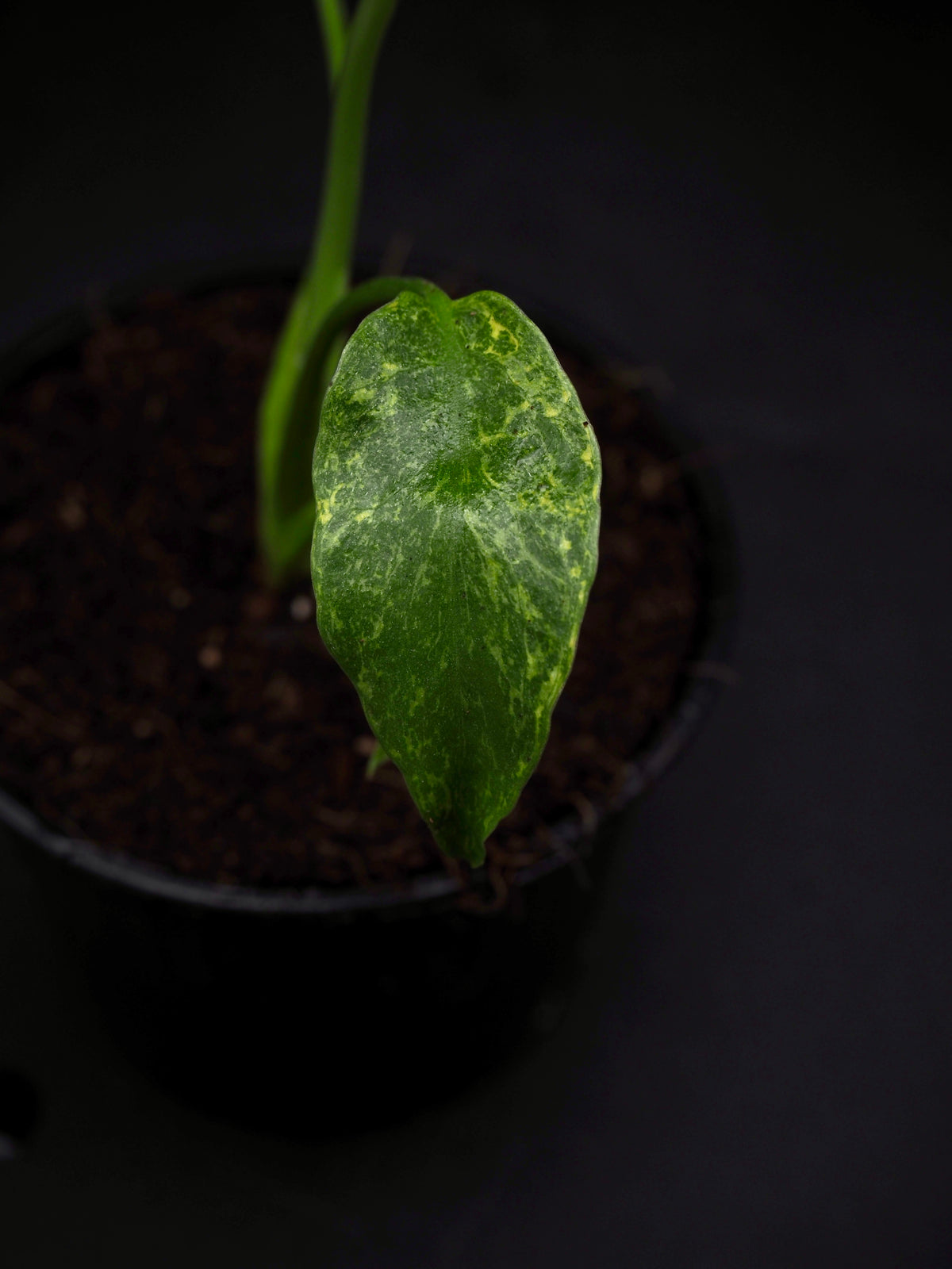 Monstera Thunder Bolt