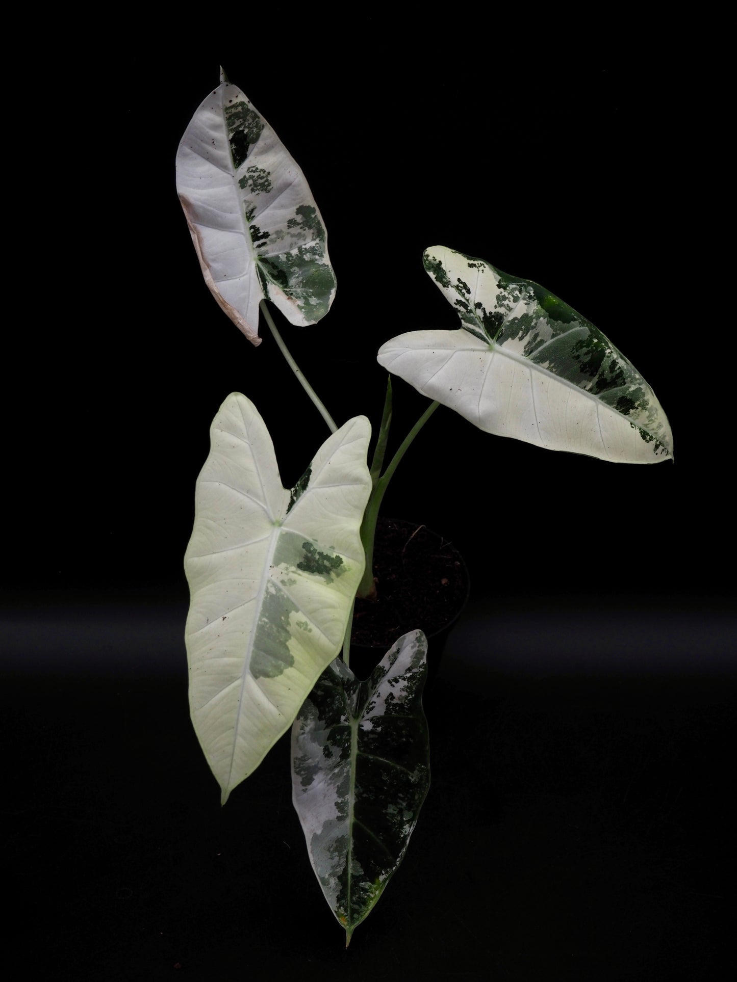 Alocasia Frydek Variegata