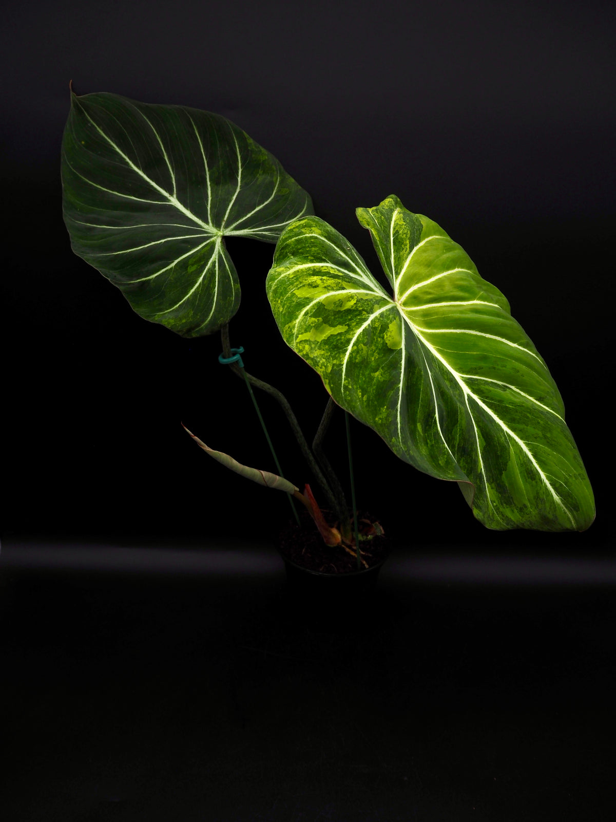 Philodendron Gloriosum Aurea