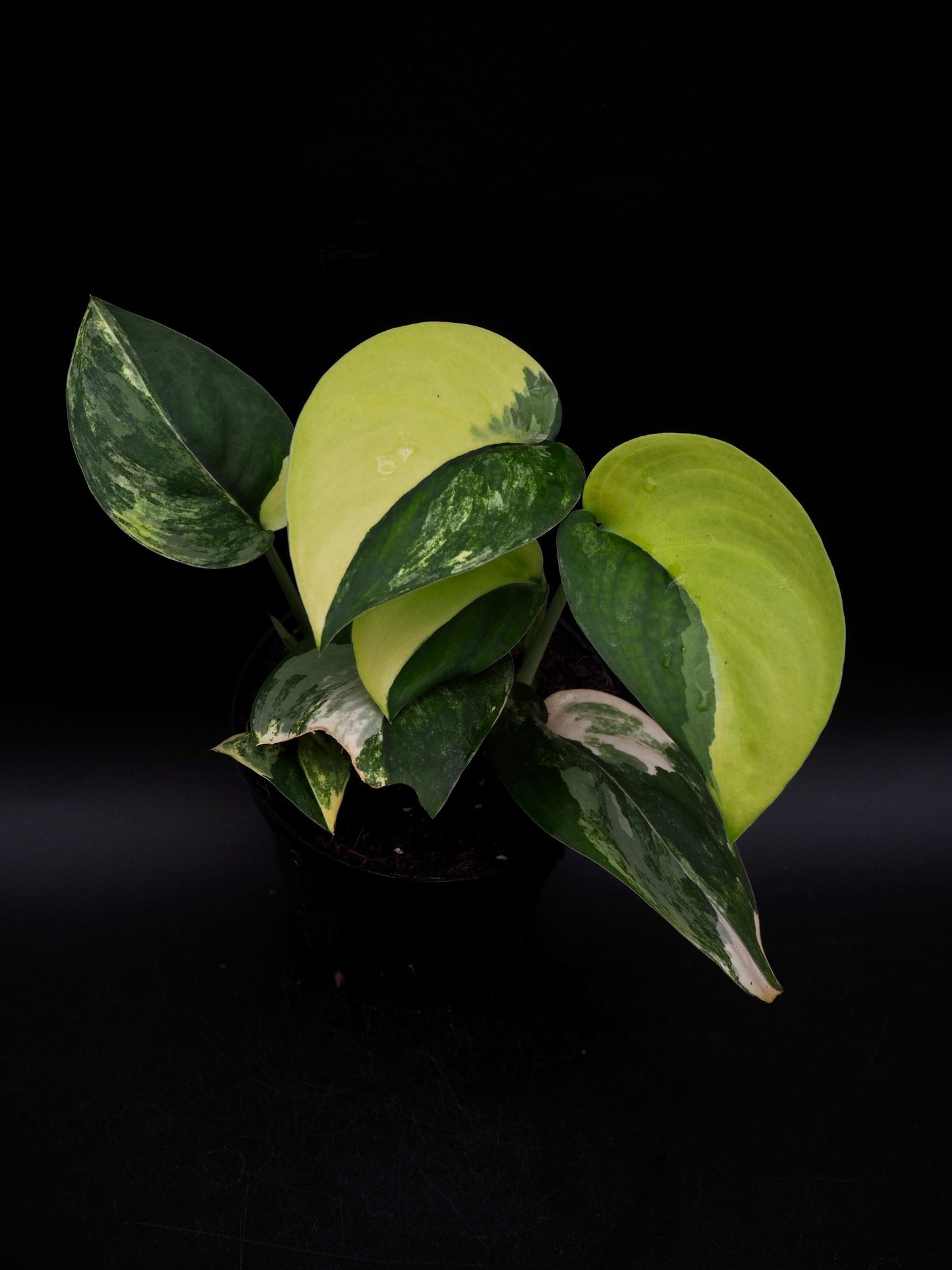 Scindapsus Jade Satiné Variegata