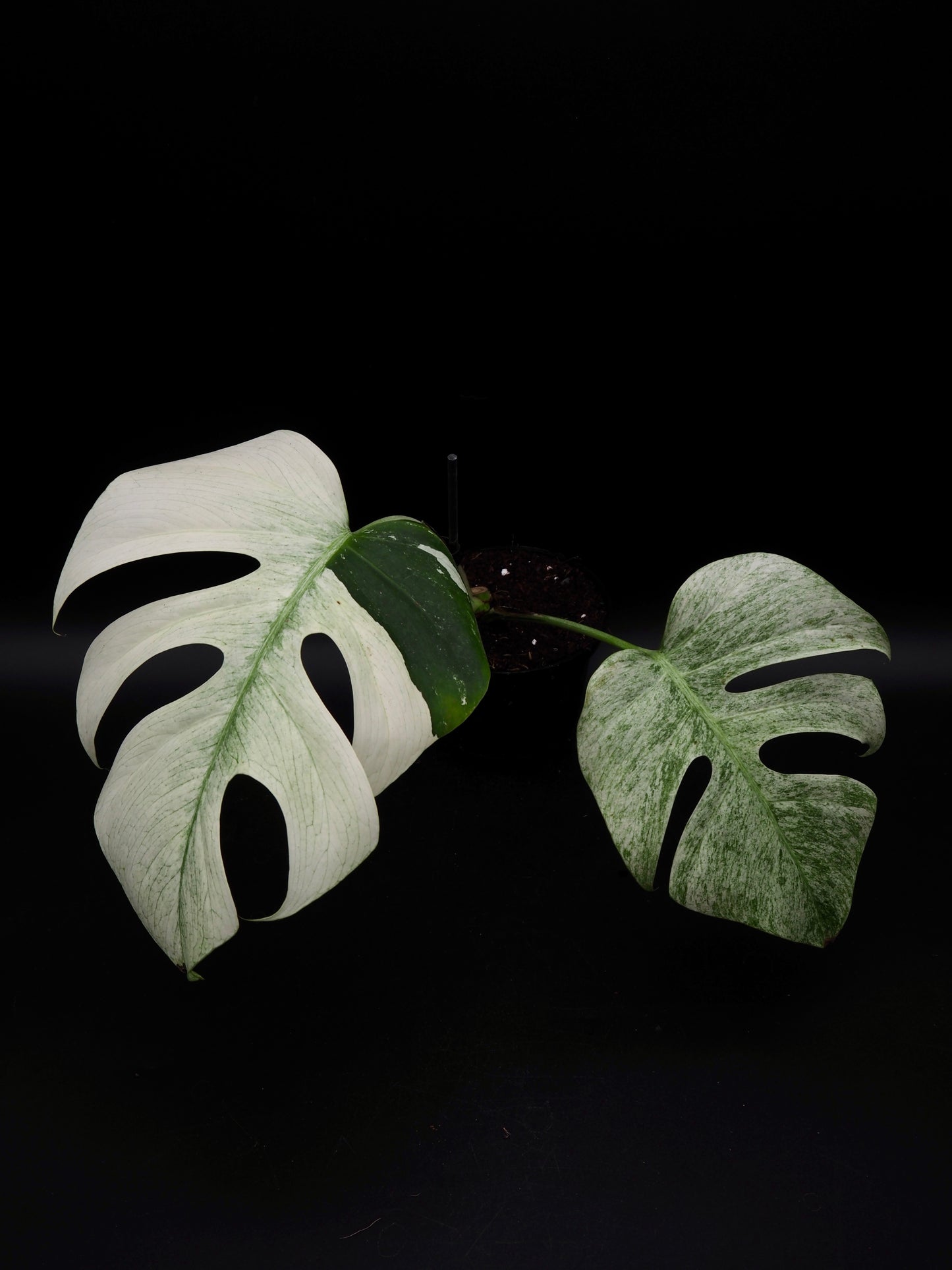 Monstera Deliciosa Jungle Mint