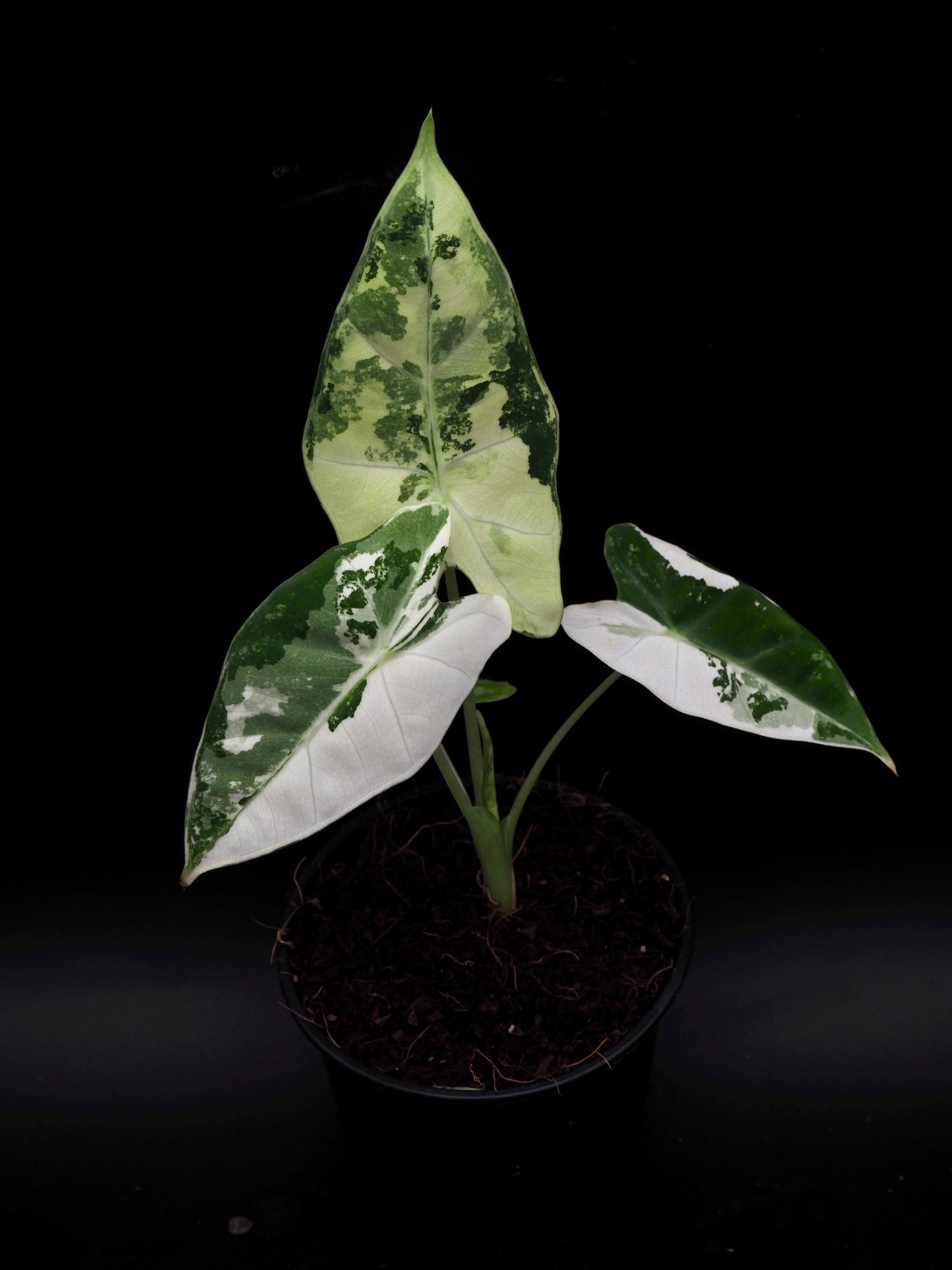Alocasia Frydek Variegata
