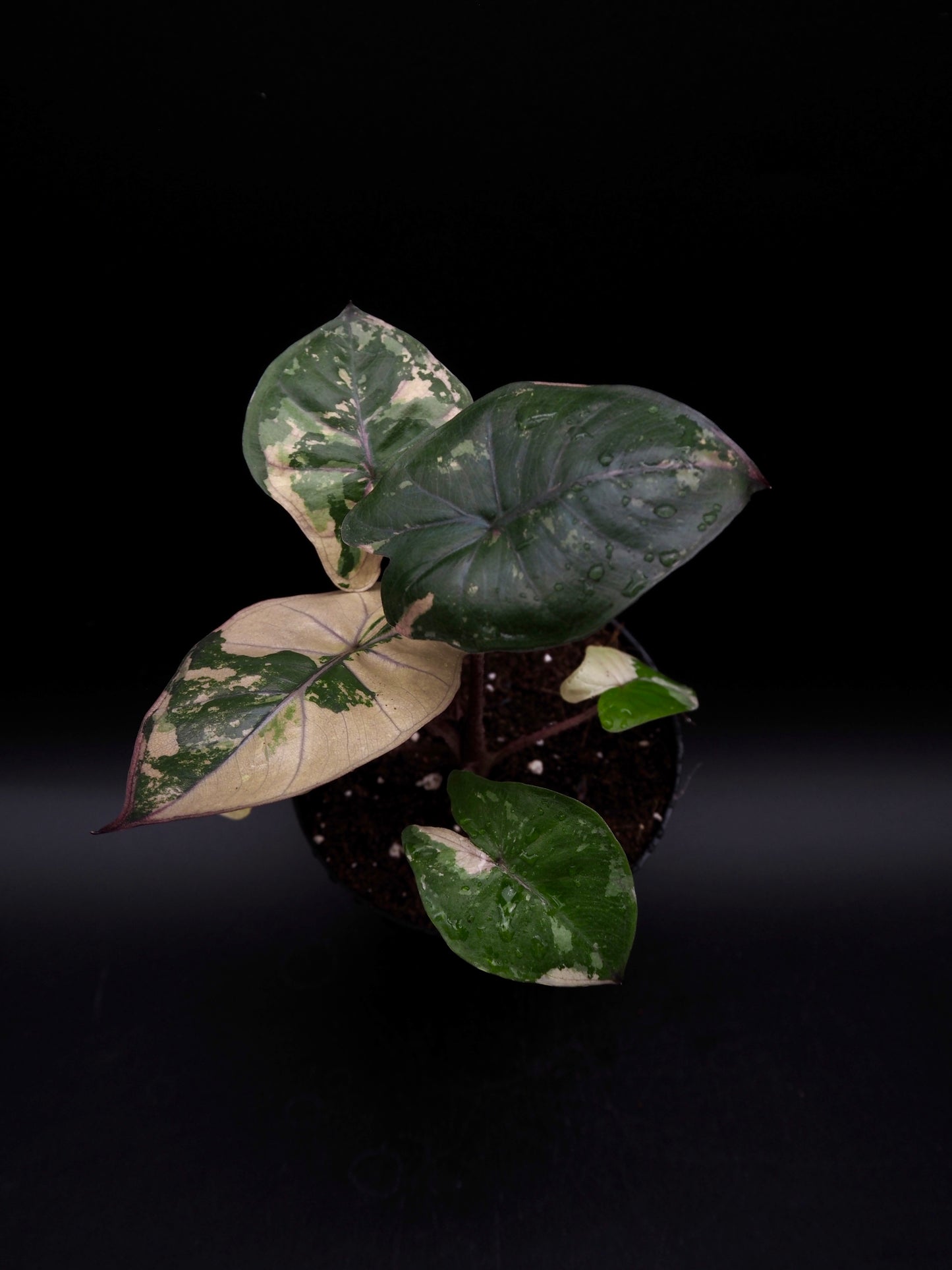 Alocasia Yucatan Princess Pink