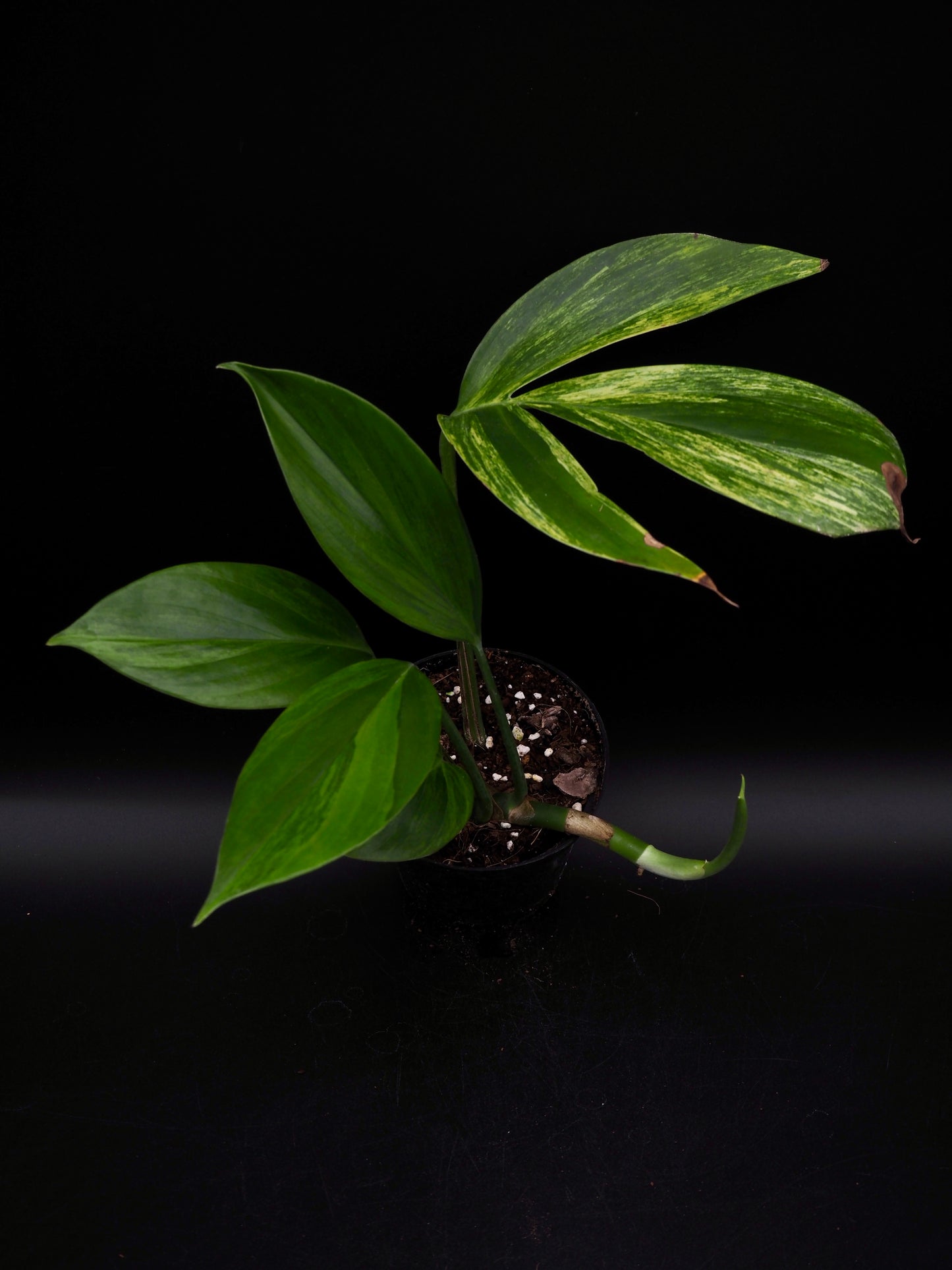 Rhaphidophora Decursiva Aurea Variegata