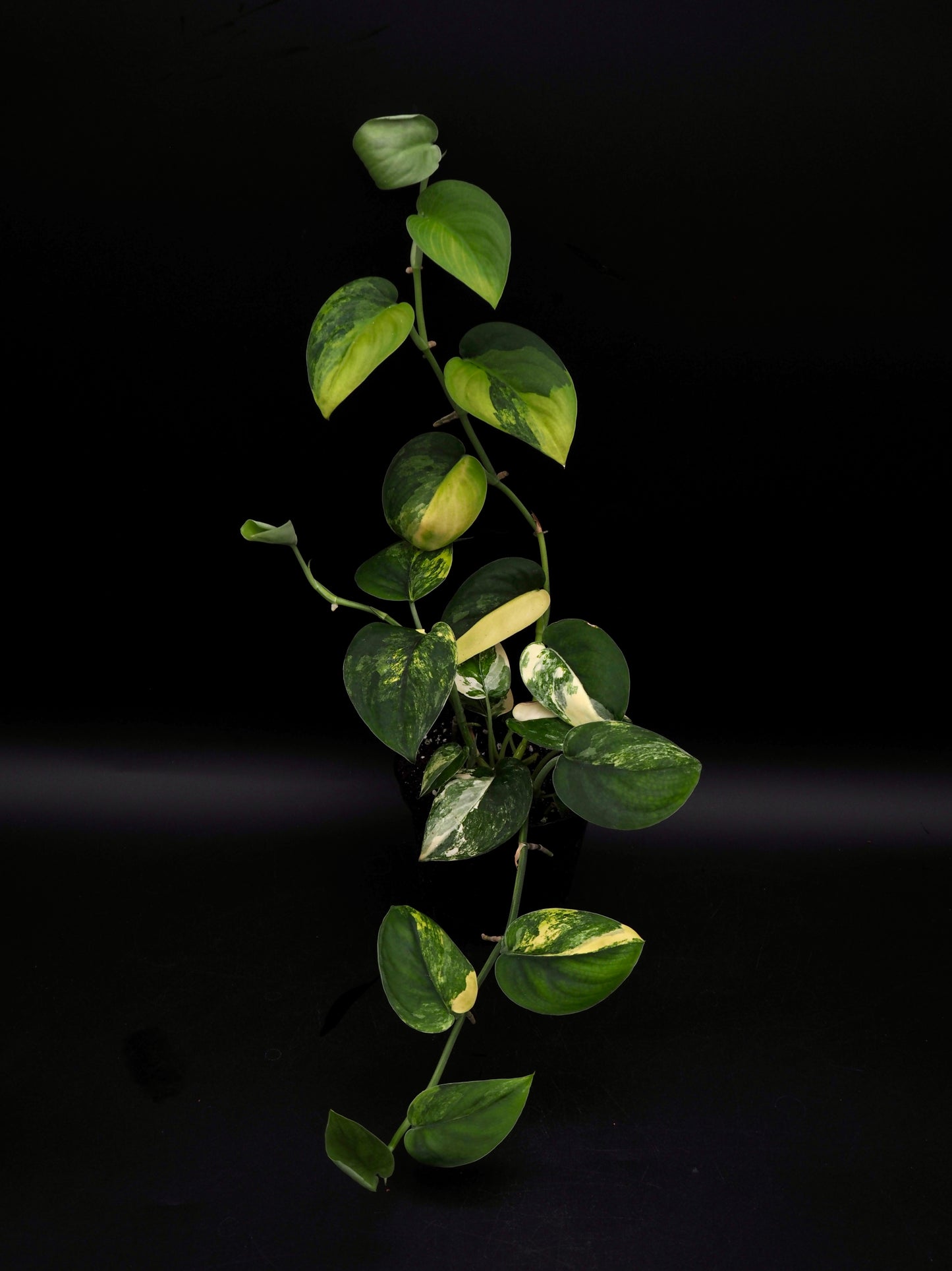 Scindapsus Jade Satin Variegata