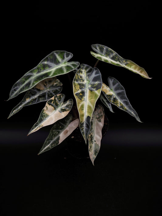 Alocasia Bambi Aurea