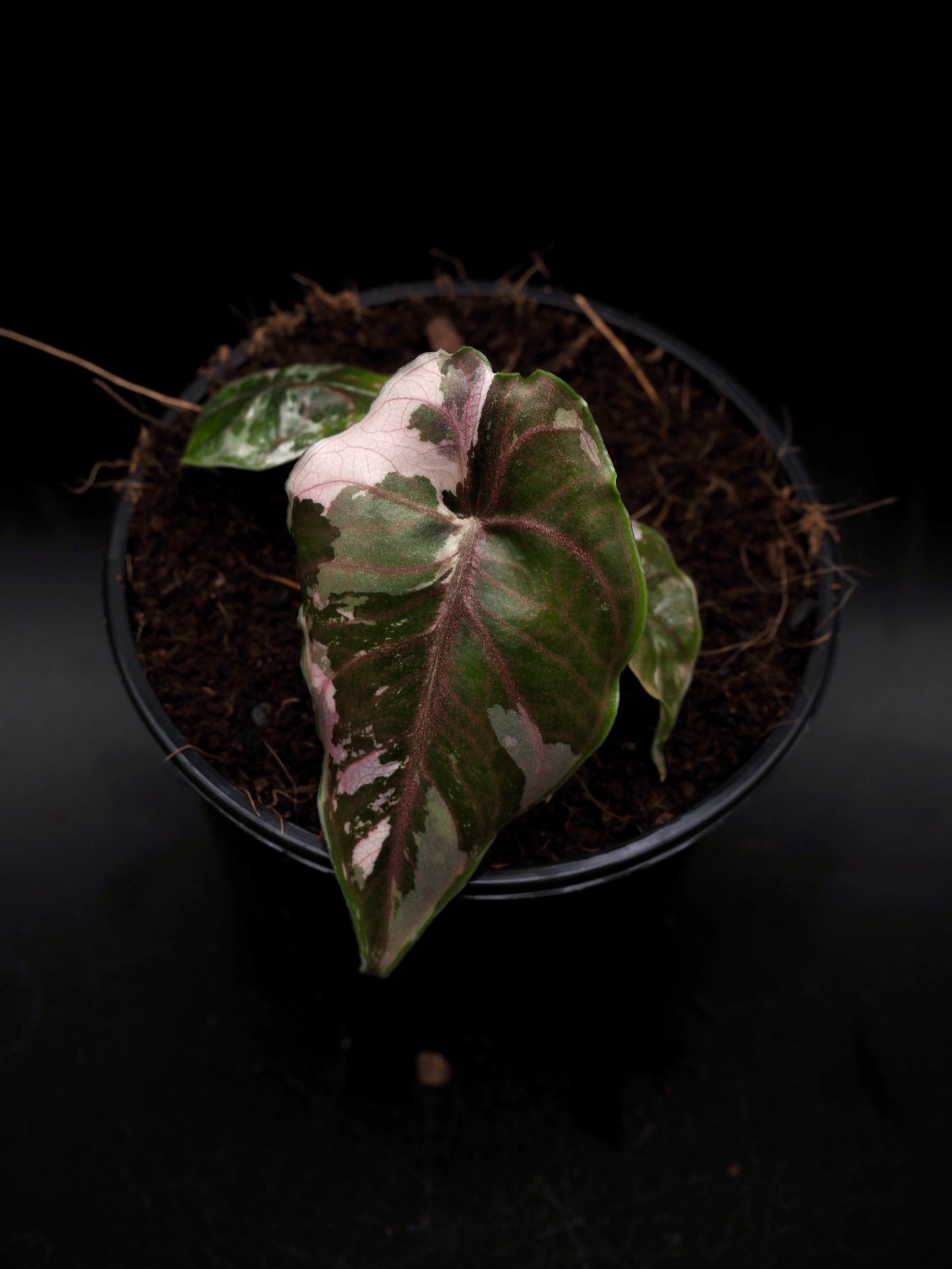 Alocasia Azlanii Pink