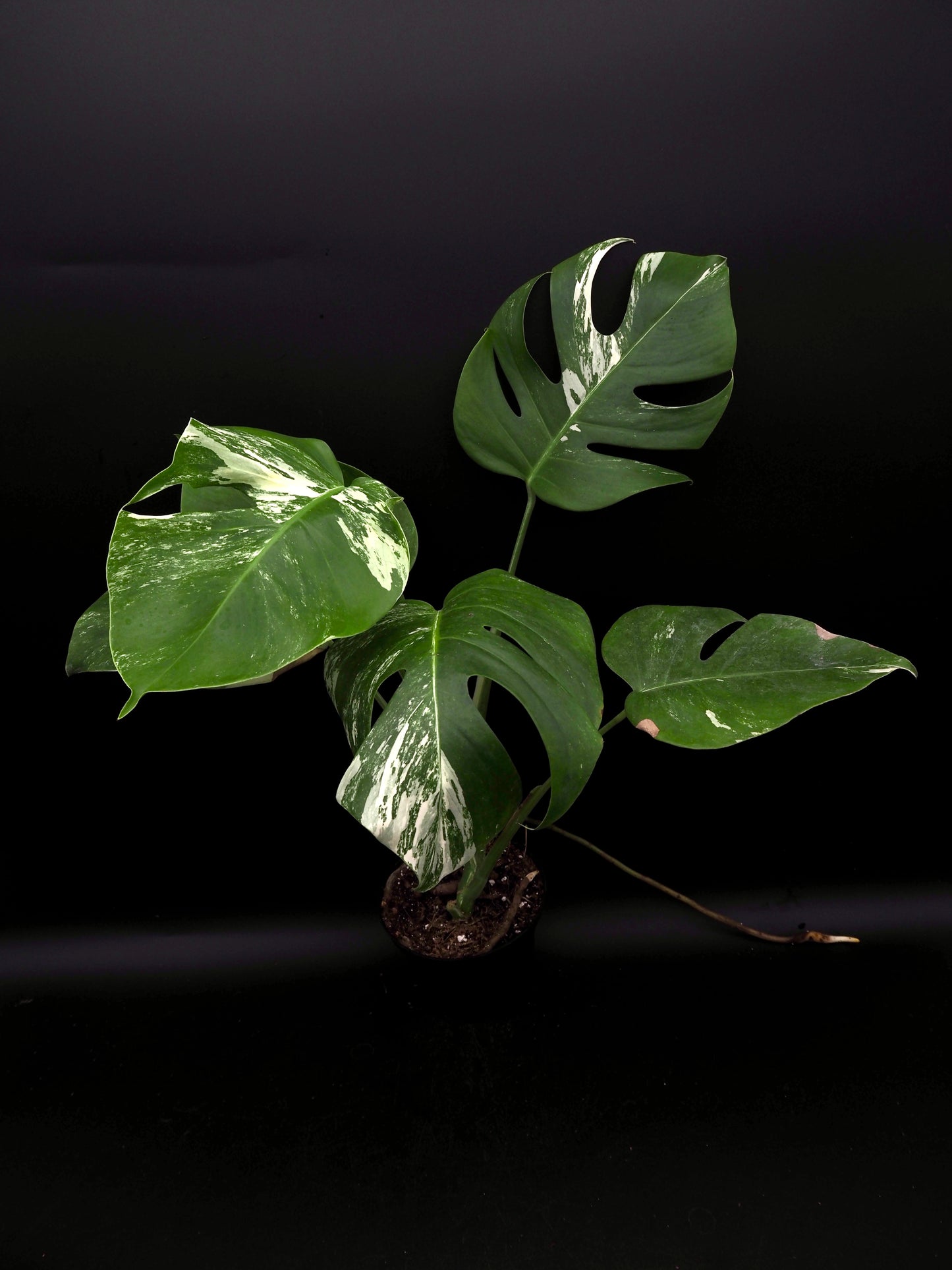 Monstera Borsigiana Albo Variegata