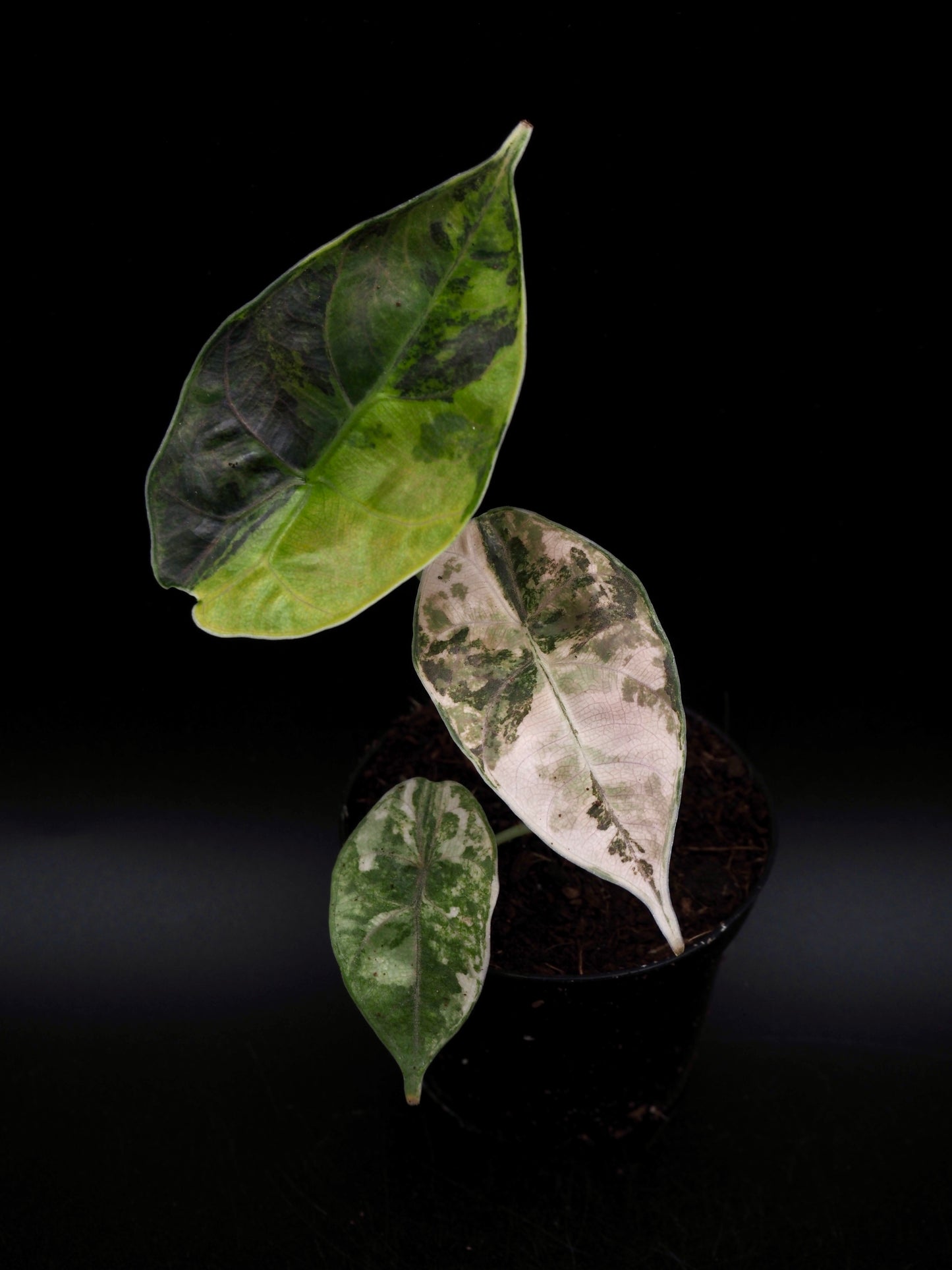 Alocasia Azlanii Aurea