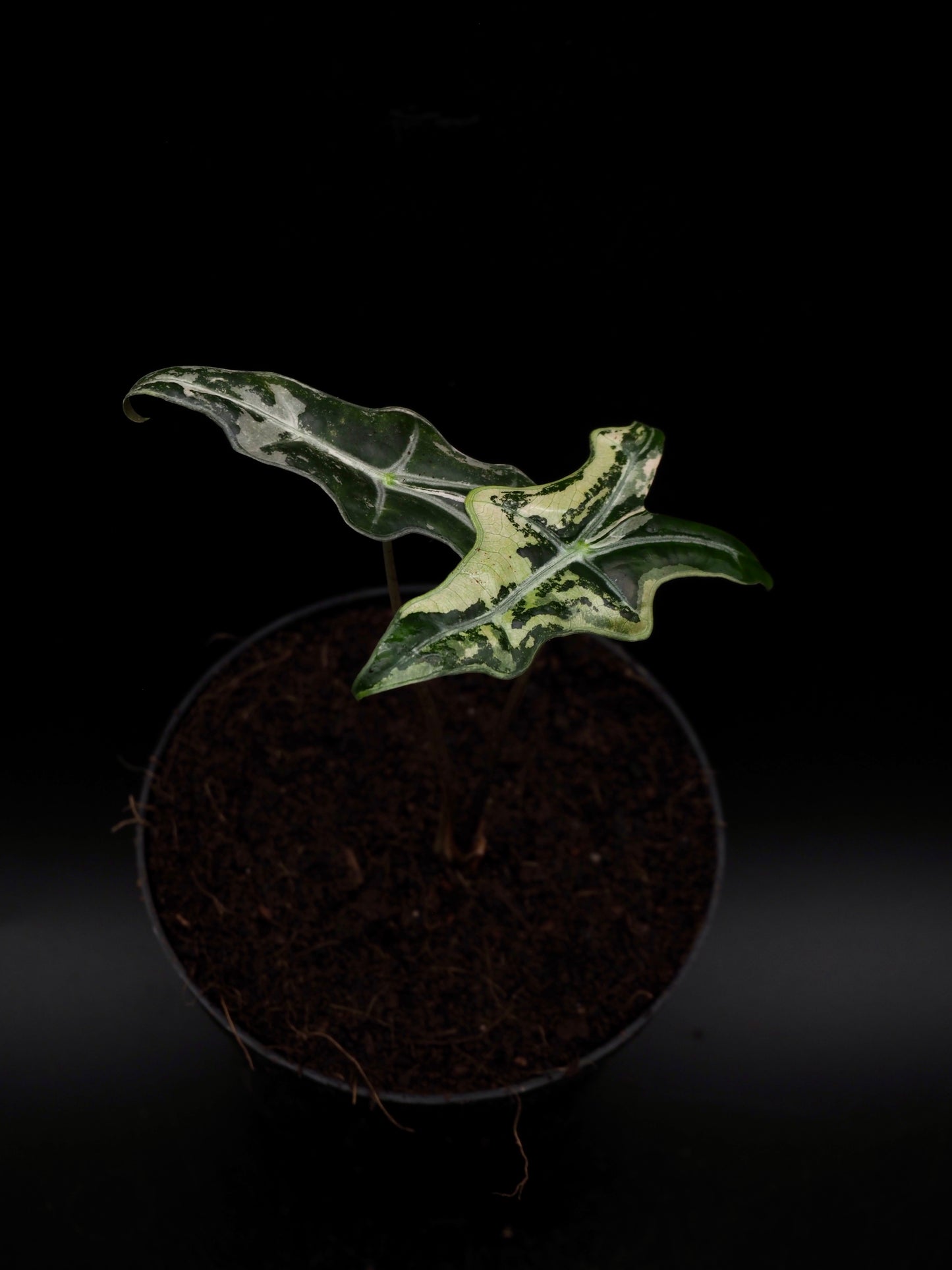 Alocasia Nobilis Pink