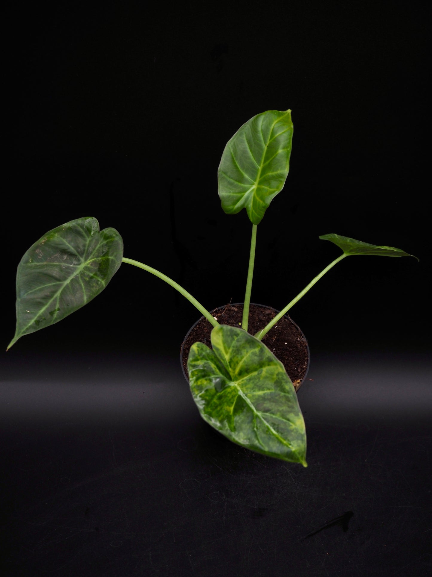 Alocasia Regal Shield Aurea