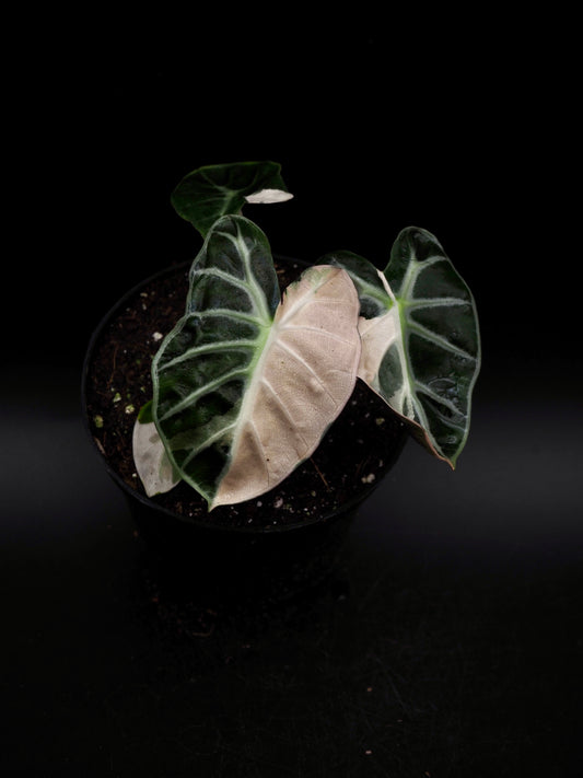 Alocasia Baloon Heart Pink