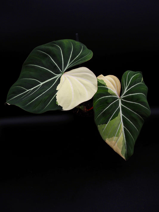 Philodendron Gloriosum Albo Variegata