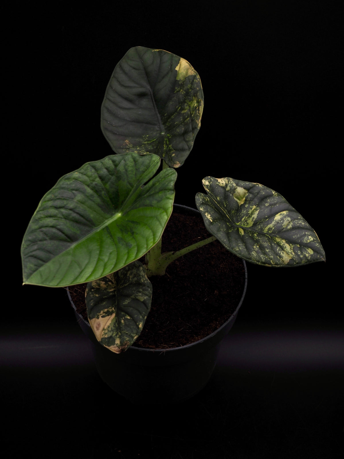 Alocasia Nebula Aurea