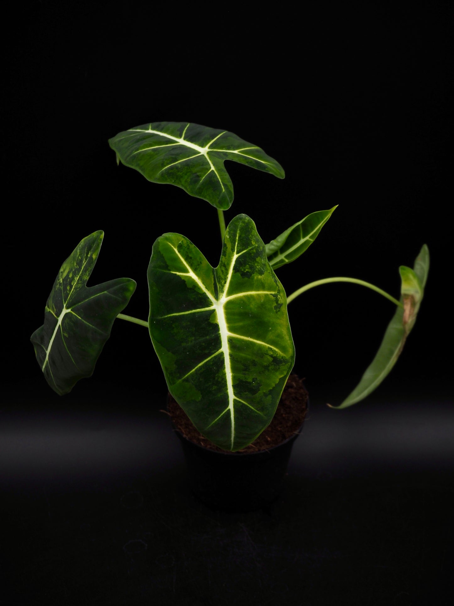 Alocasia Frydek gog