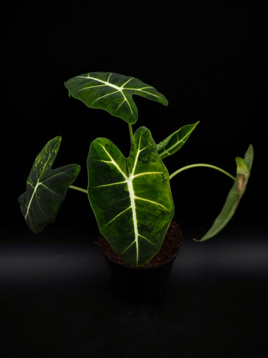 Alocasia Frydek gog