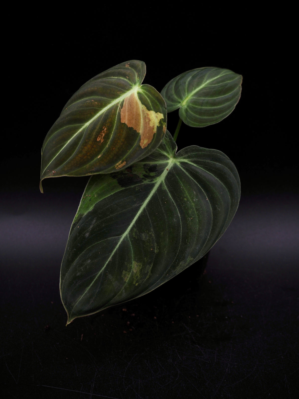 Philodendron Melanochrysum Variegata