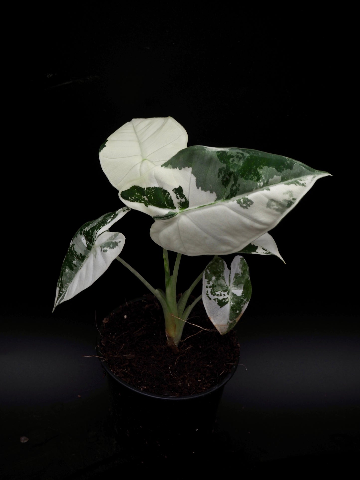 Alocasia Frydek Variegata