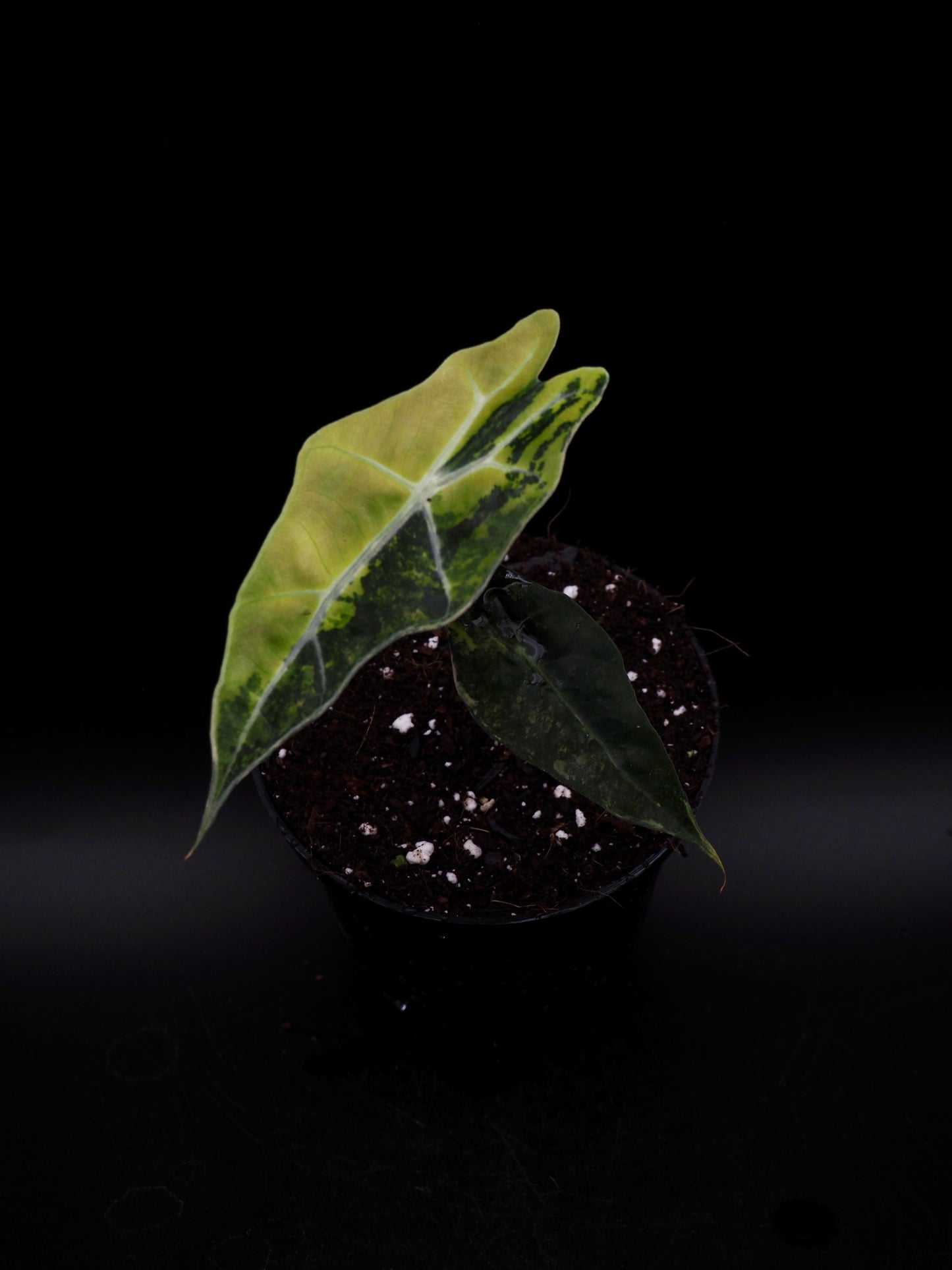 Alocasia Sanderiana Bull Aurea