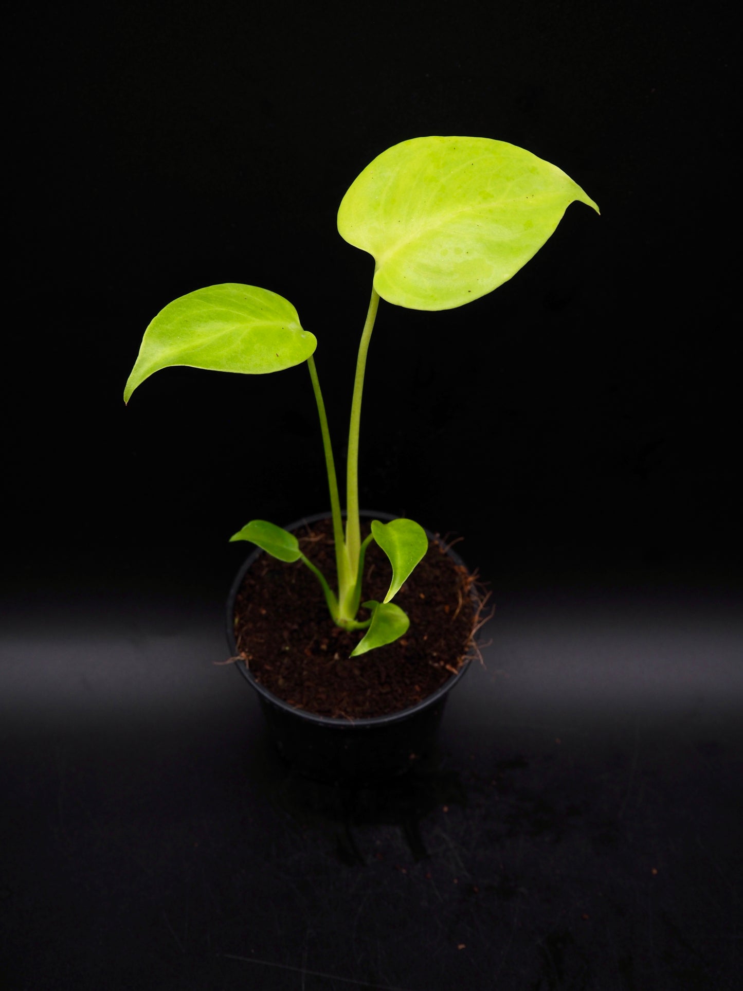 Monstera Citron Vert
