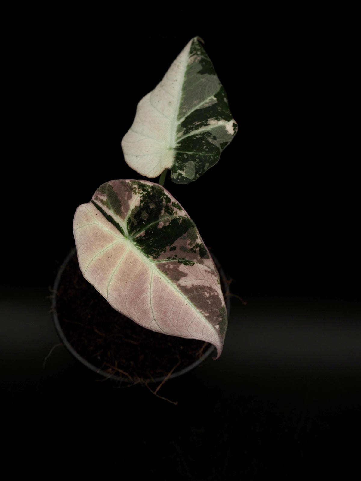 Alocasia Black Velvet Pink