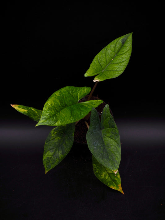 Alocasia Scalprum Aurea