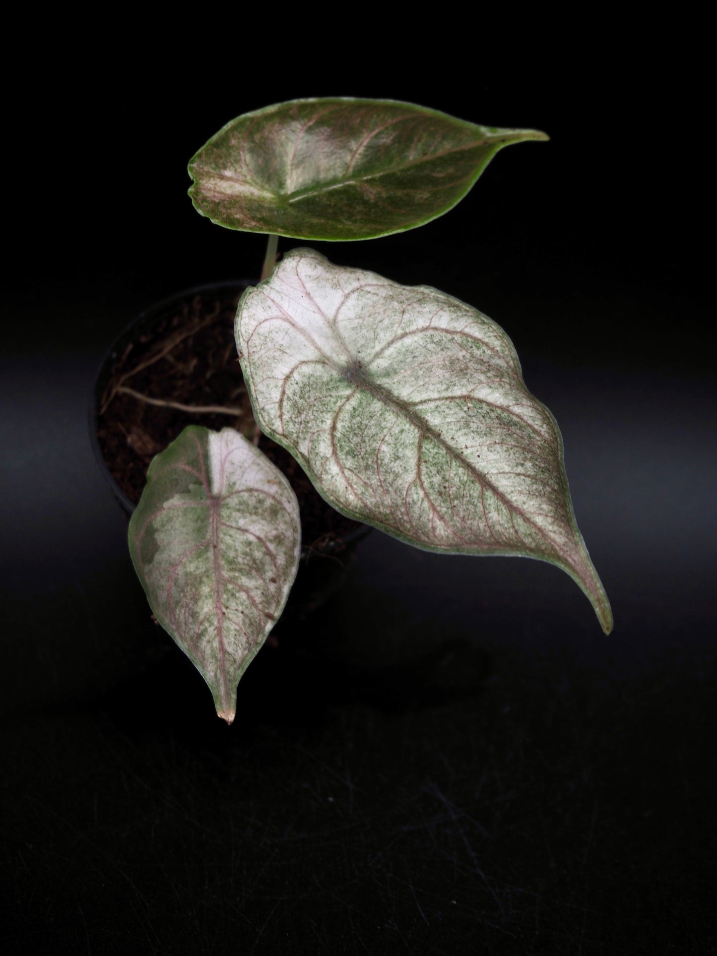 Alocasia Azlanii Pink