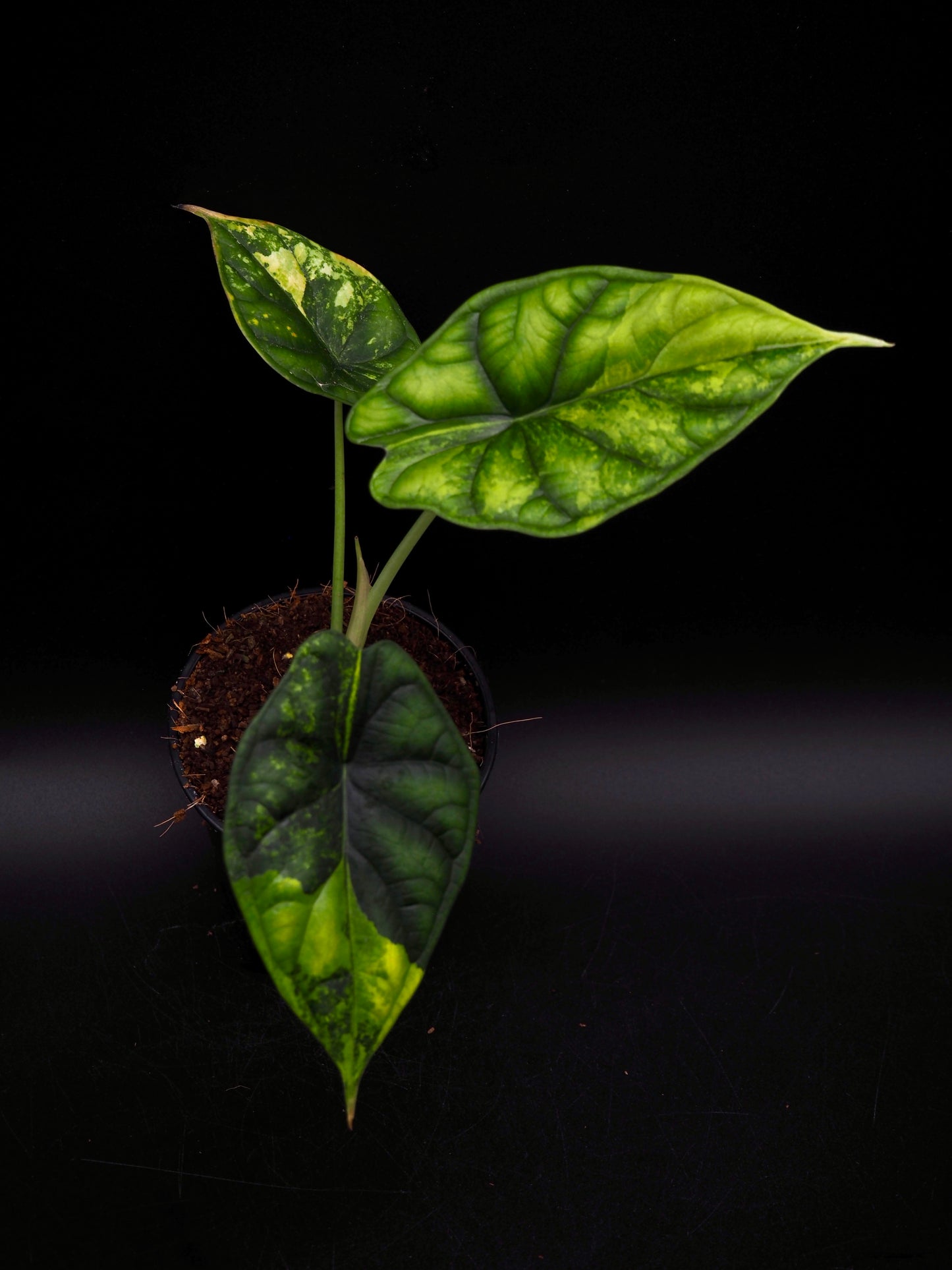 Alocasia Dragon Scale Aurea