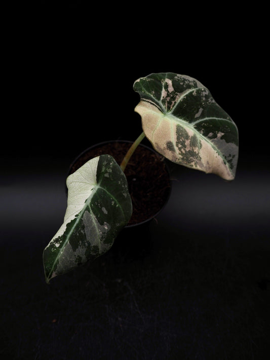 Alocasia Black Velvet Pink