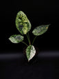 Alocasia Dragon Scale Mint Variegata