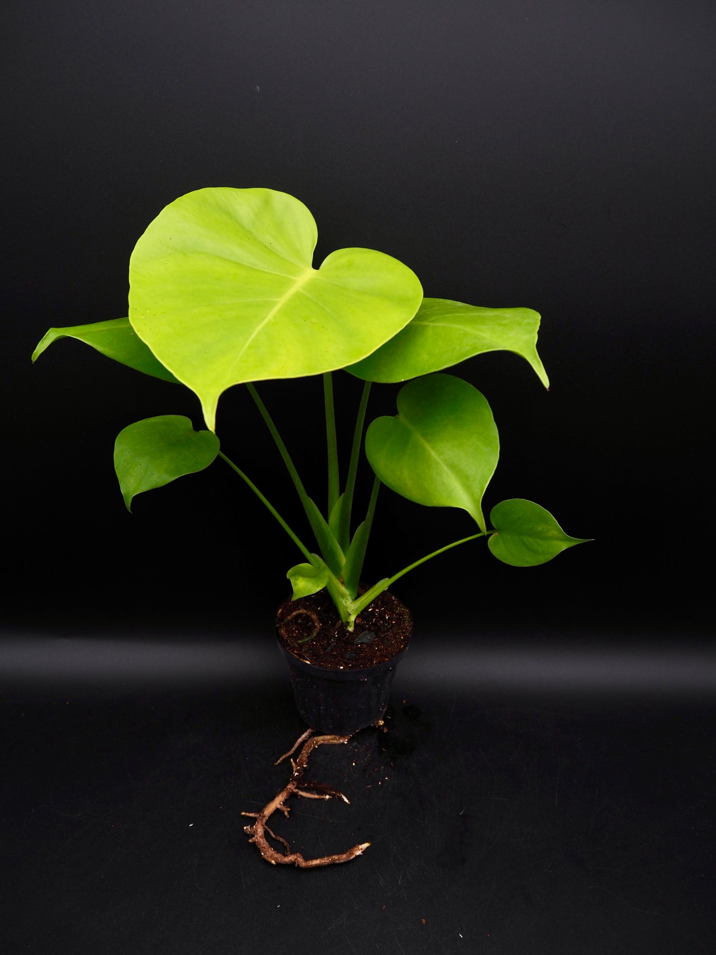 Monstera Lemon Lime