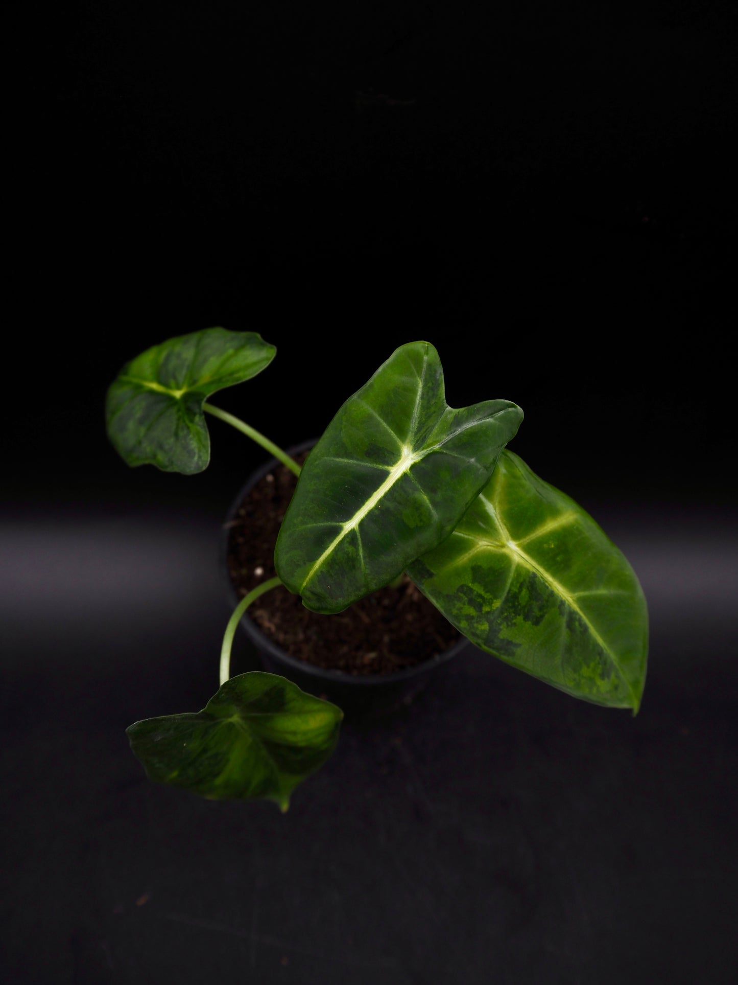 Alocasia Frydek gog