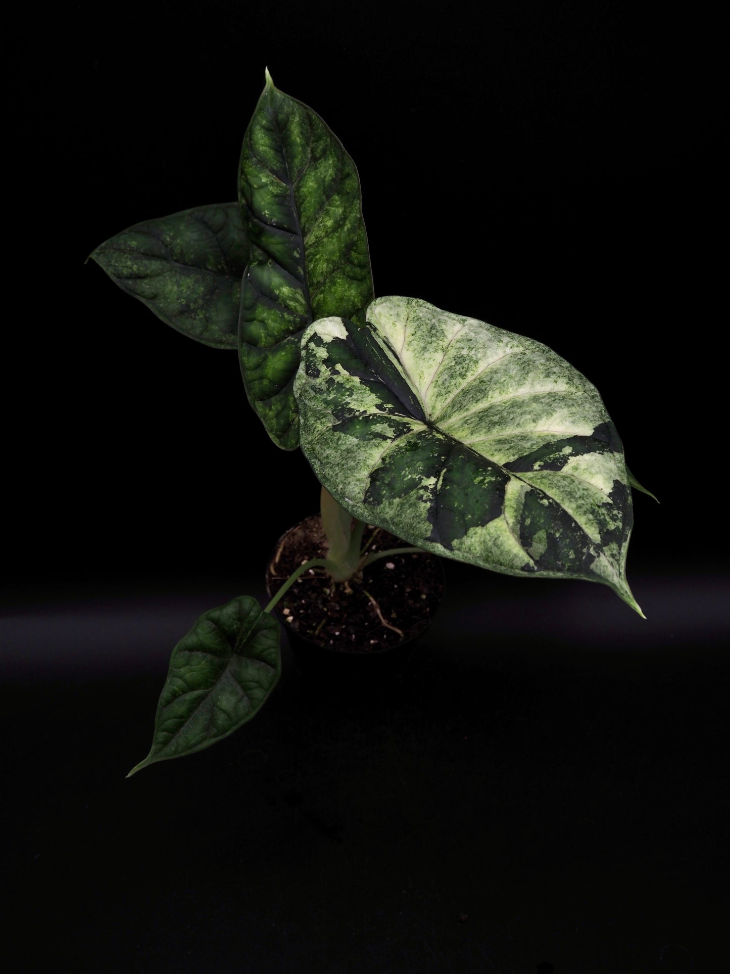 Alocasia Dragon Scale Albo Variegata