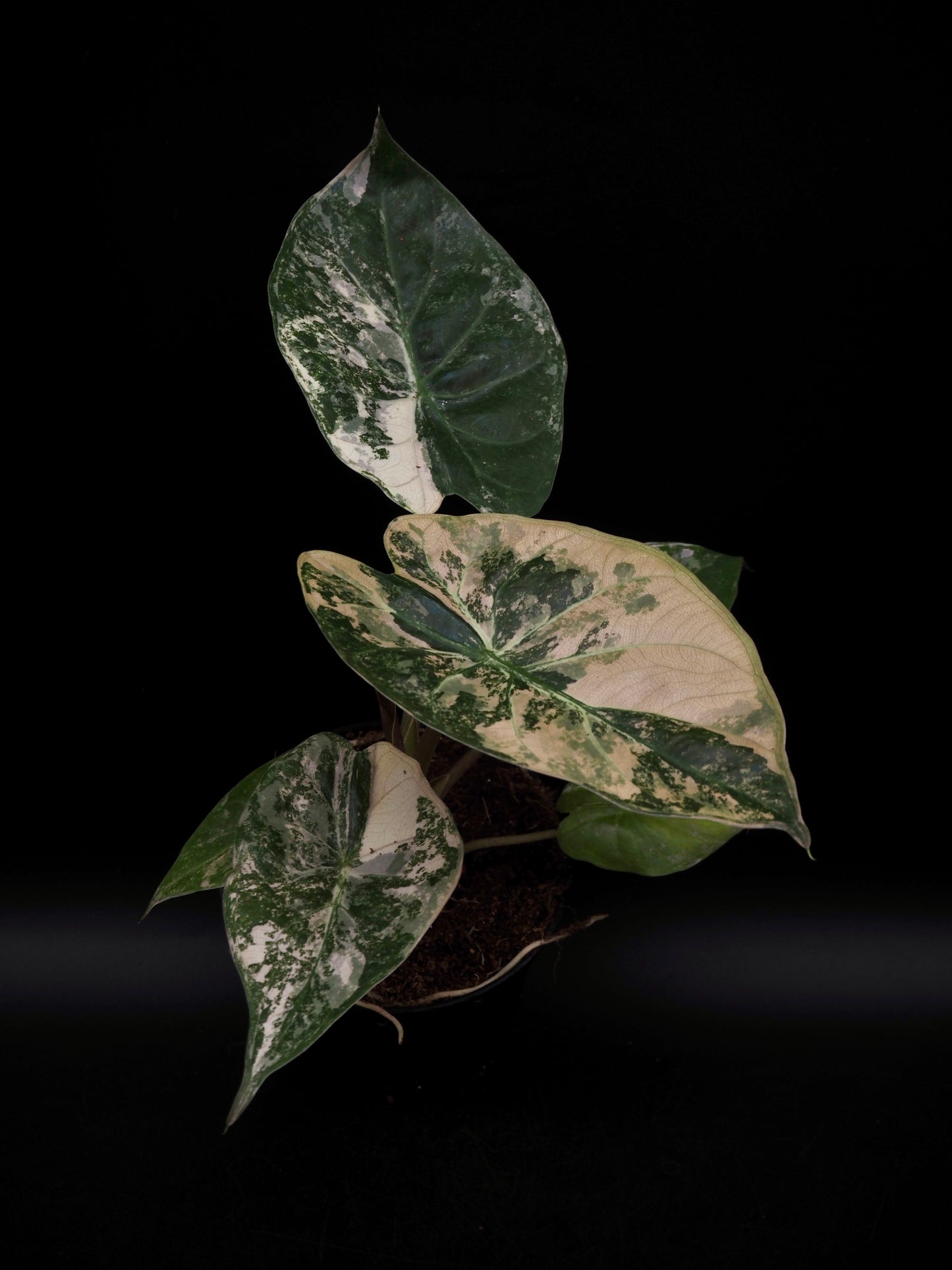 Alocasia Wentii Albo/Pink