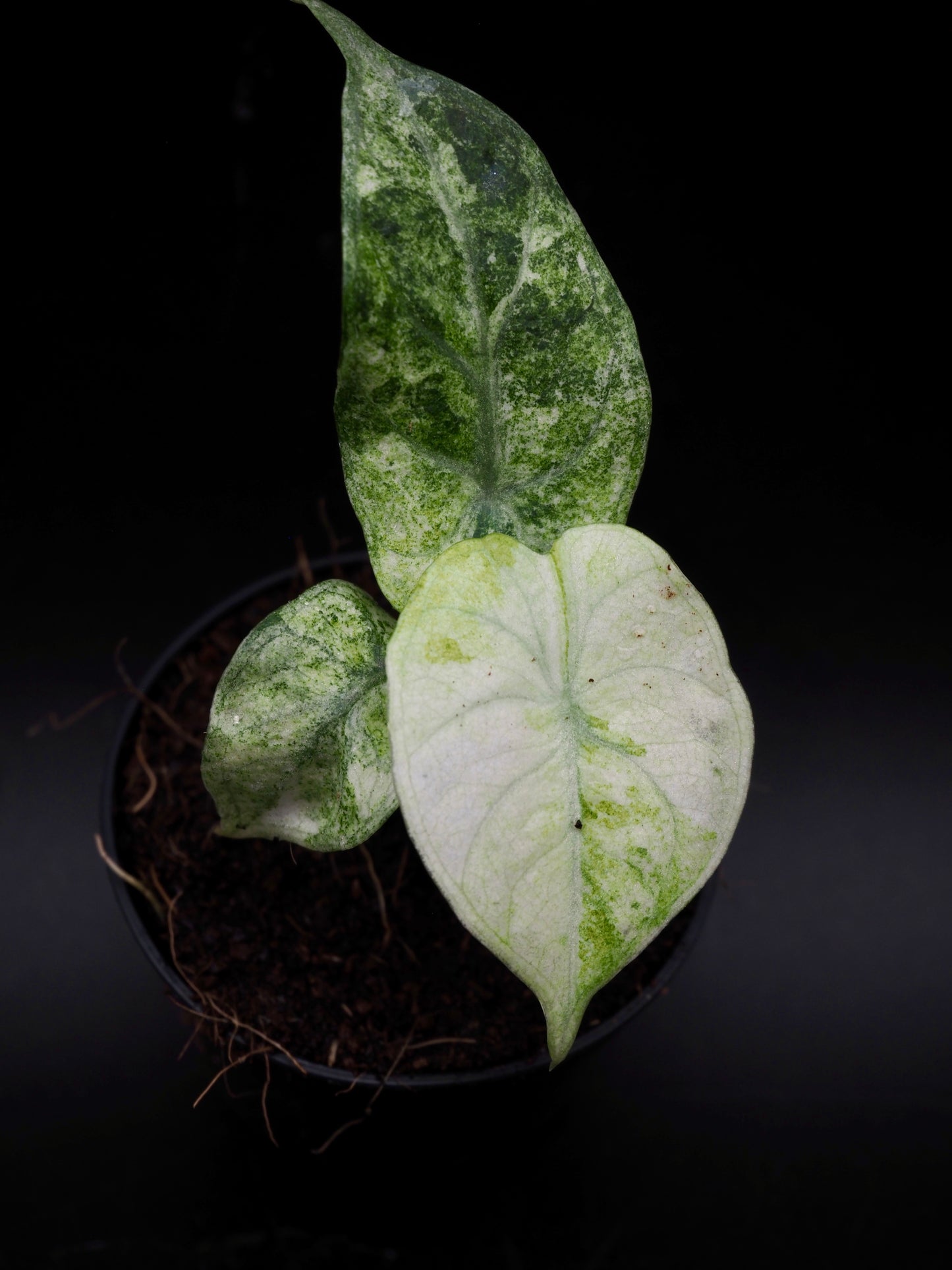 Alocasia Ninja Tricolor
